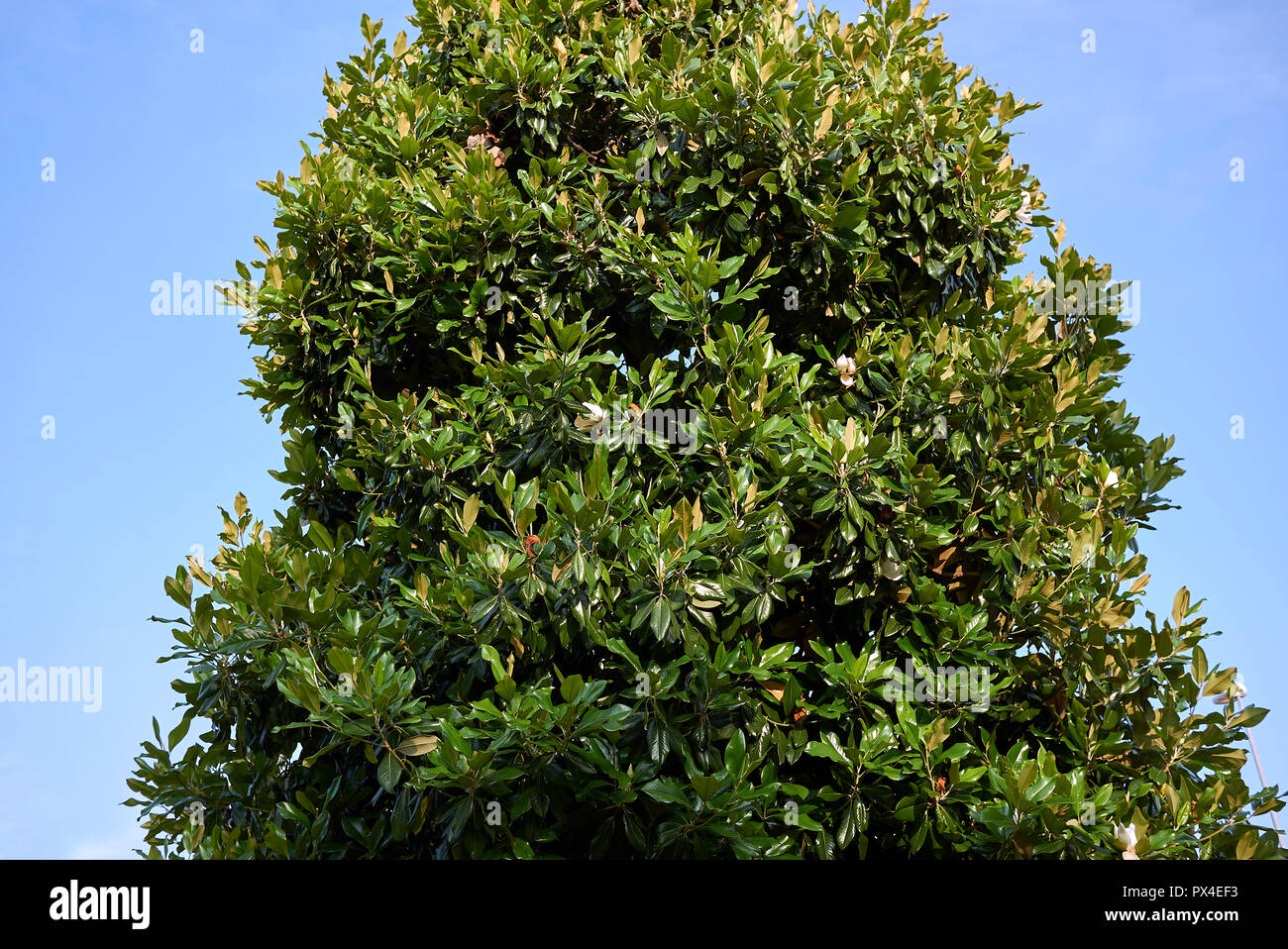 Magnolia grandiflora hi-res stock photography and images - Alamy