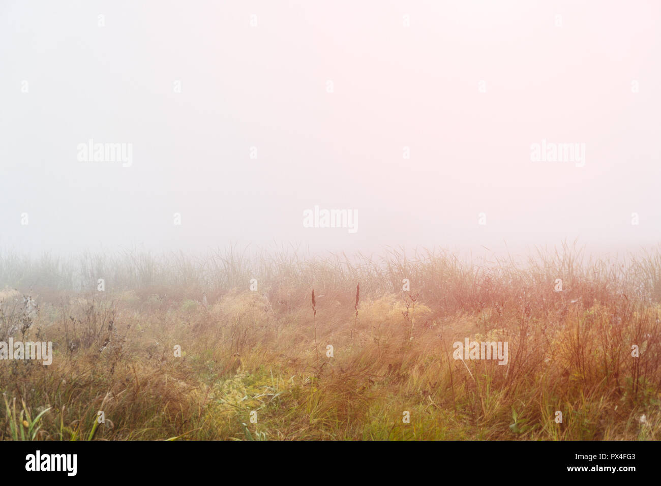 Mist over the grass hi-res stock photography and images - Alamy