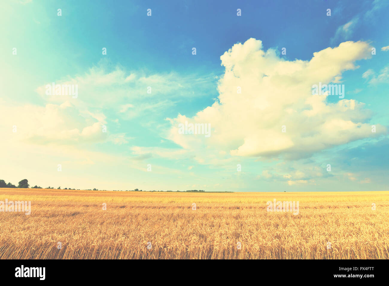 Wheat field and blue sky with clouds Stock Photo - Alamy