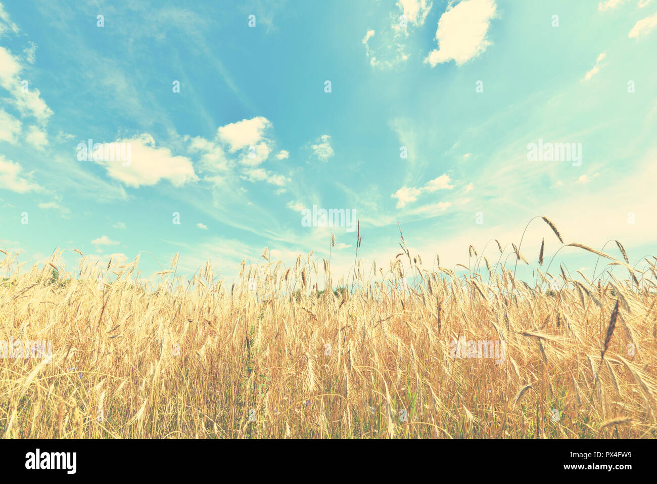 Summer landscape - Wheat field and blue sky with clouds Stock Photo - Alamy