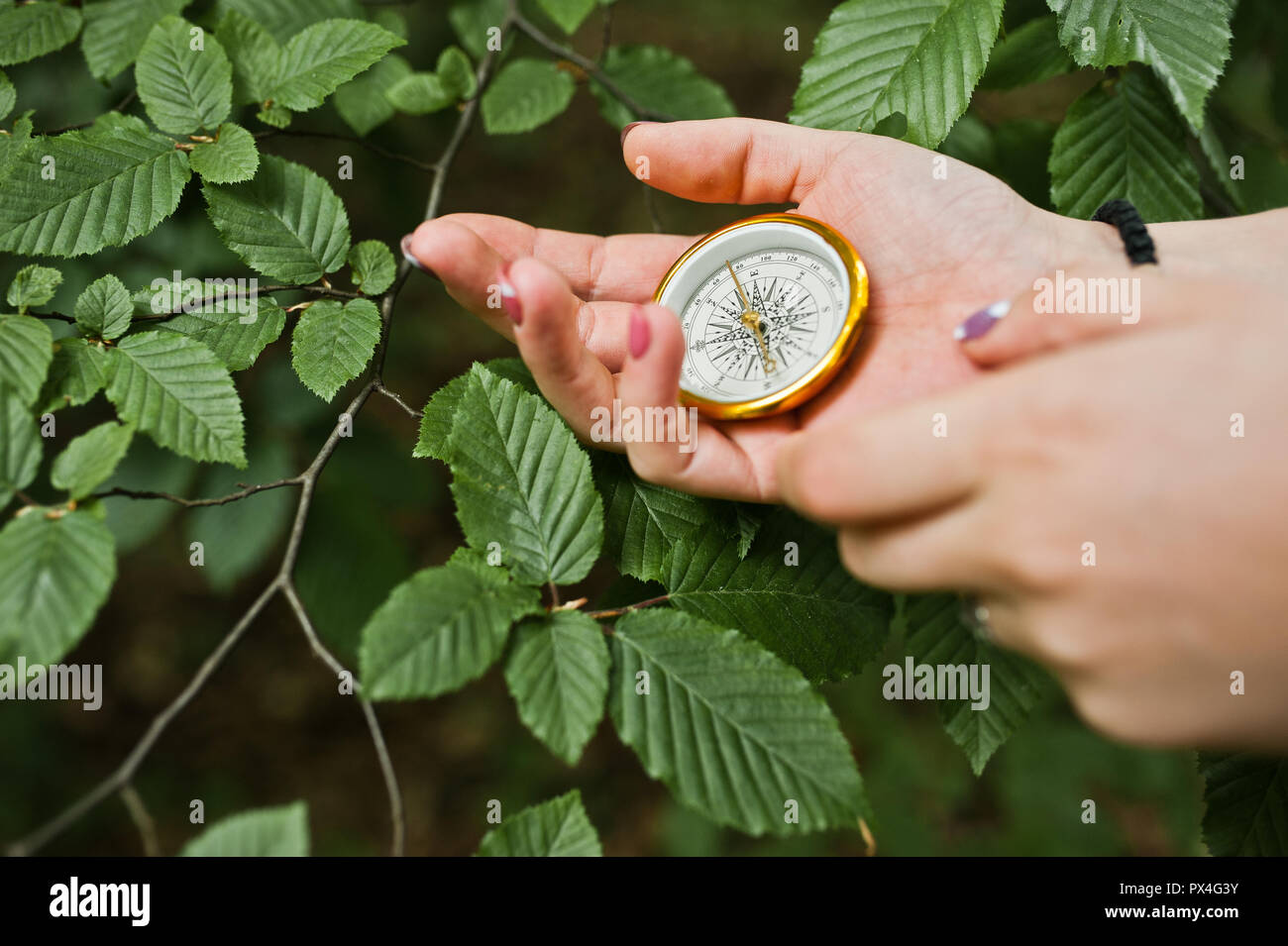 Close-up photo of female hands with compass next to a tree branch Stock ...