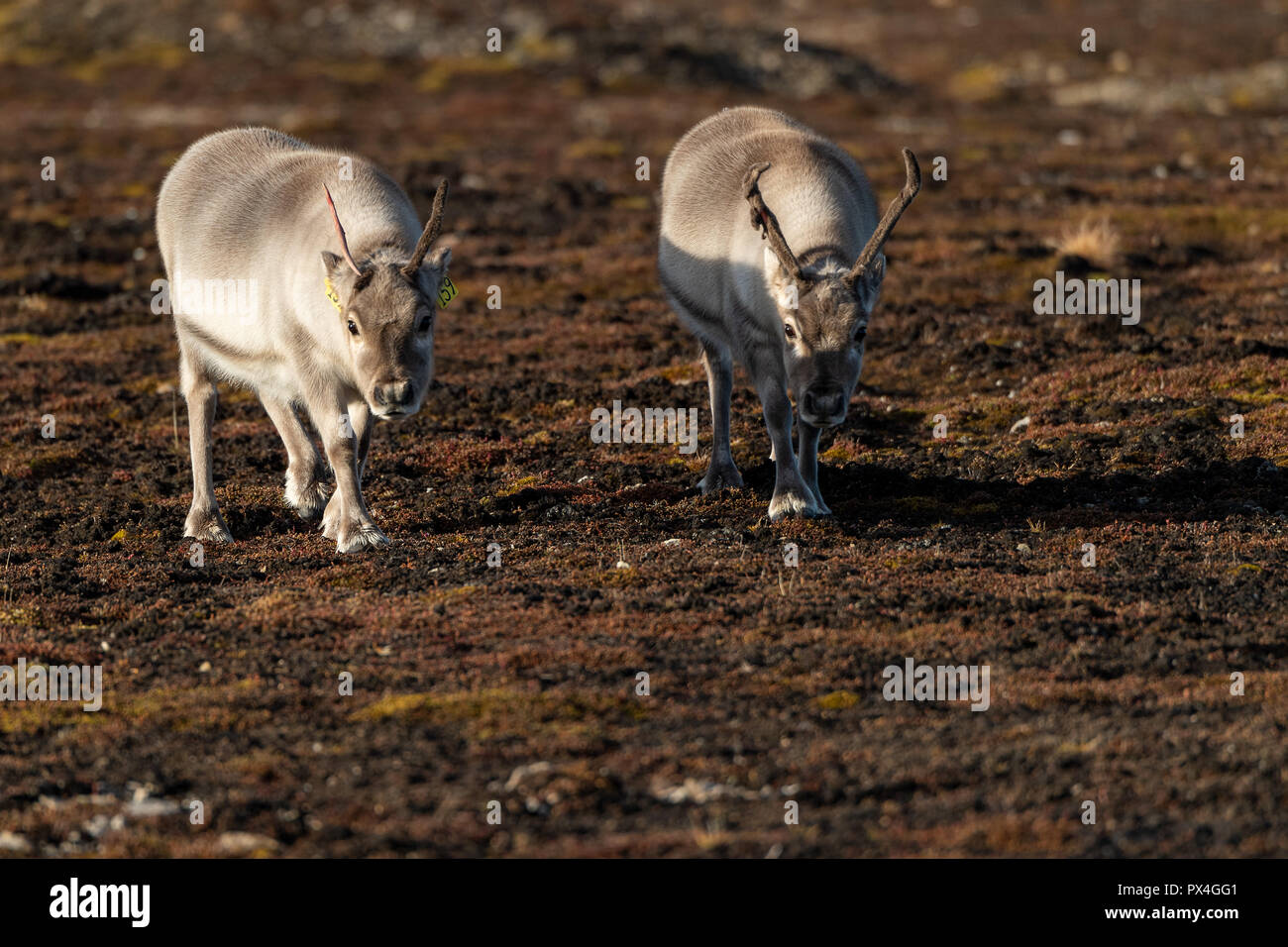 Svalbard reindeers (Rangifer tarandus platyrhynchus), Spitsbergen Archipelago, Svalbard and Jan Mayen, Norway Stock Photo
