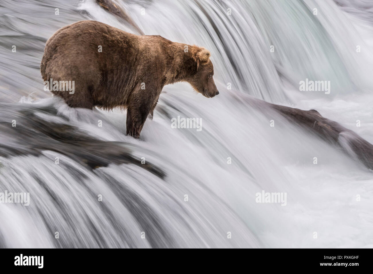 Brown Bears Fishing at Alaska's Brooks Falls - The Atlantic