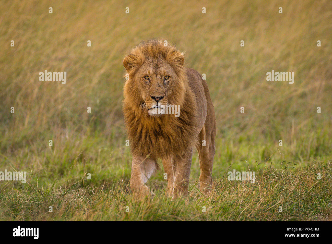 This image of Lion is taken at Masai Mara in Kenya. Stock Photo