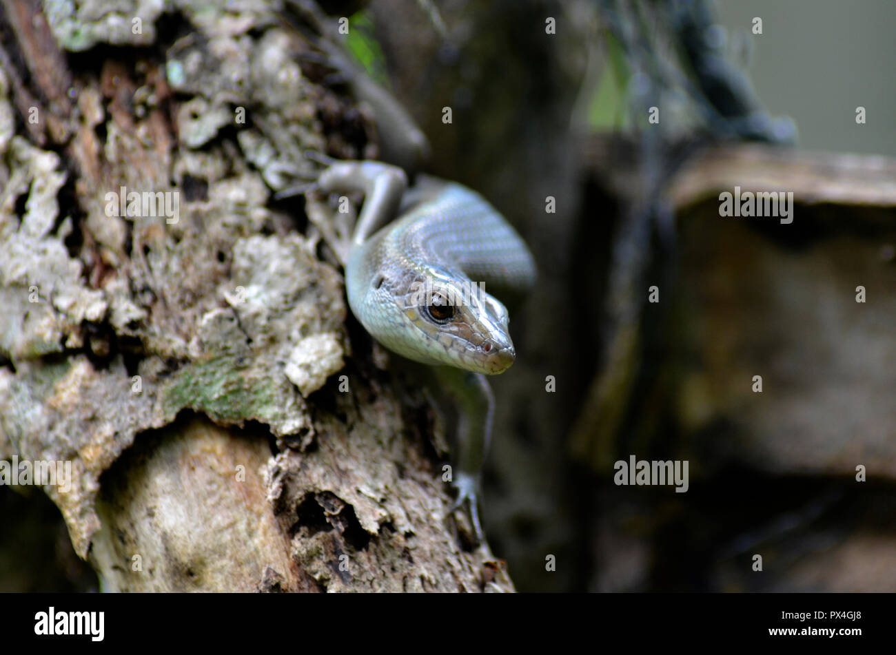 chameleon Stock Photo