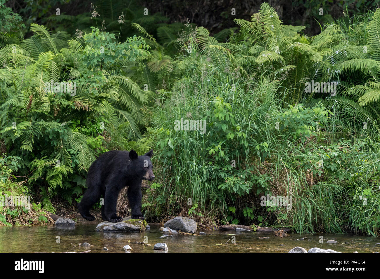 American Black Bear (Ursus Americanus) on the banks of the Russian River, Kenai Peninsula, Alaska, USA Stock Photo