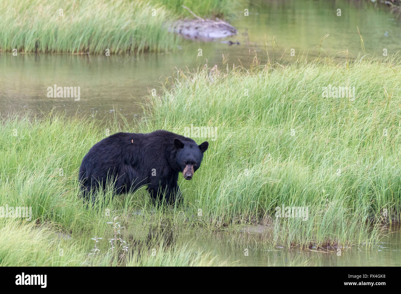 American Black Bear (Ursus Americanus) on the river, Brooks Range, Coldfoot, Alaska, USA Stock Photo