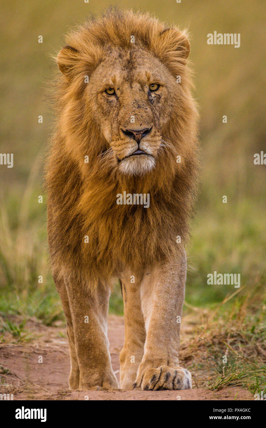 This image of Lion is taken at Masai Mara in Kenya. Stock Photo