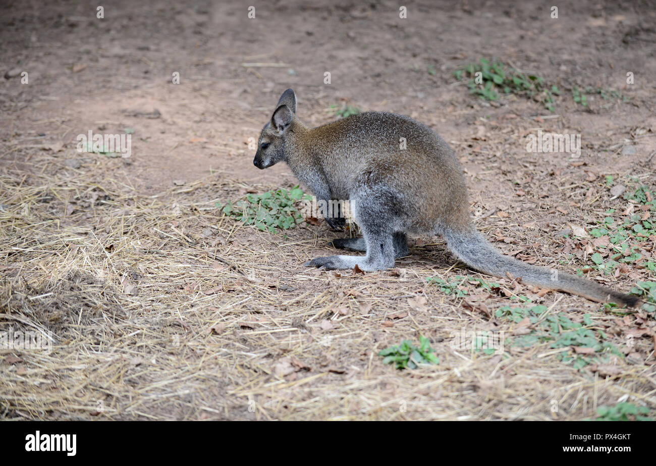 Kangaroo in Vogelpark, Steinen, Germany Stock Photo