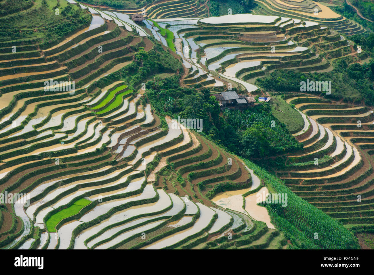 Rice terraces on a slope near La Si, Ha Giang Province, North Vietnam, Vietnam Stock Photo