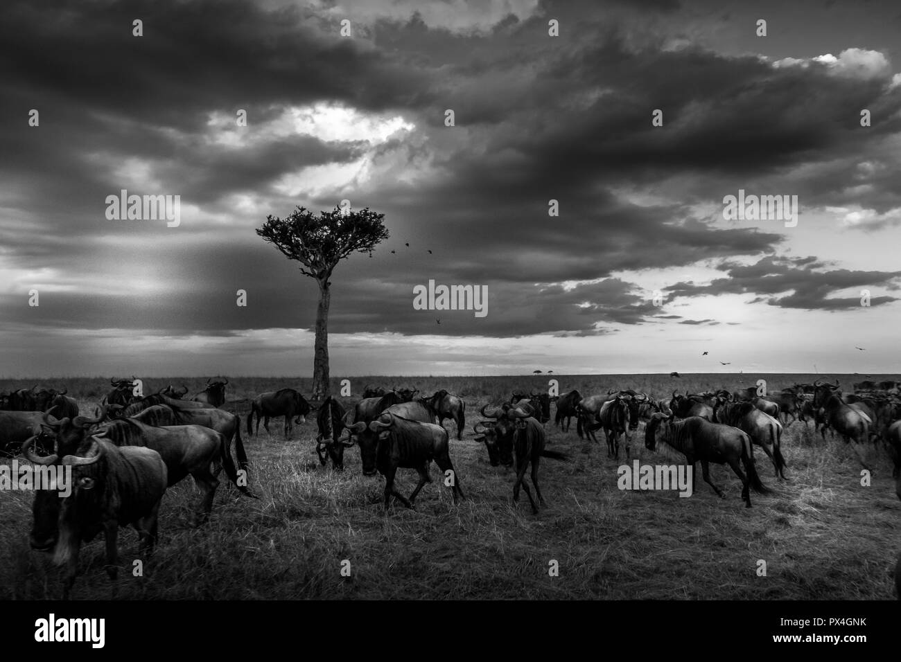 This image of Wildebeest is taken at Masai Mara in Kenya. Stock Photo