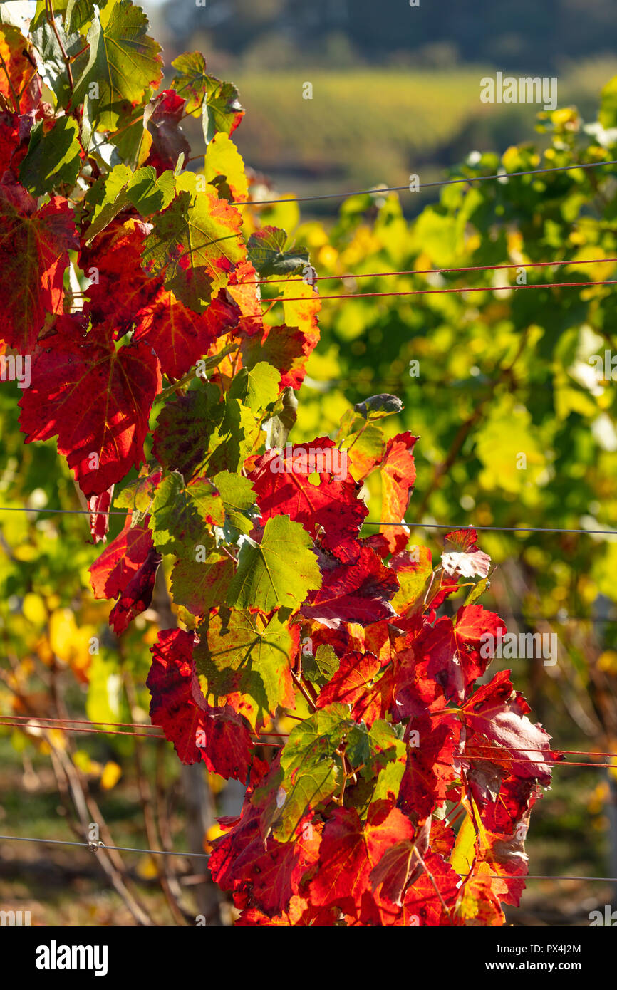 Common grape vine in autumnal colors Stock Photo