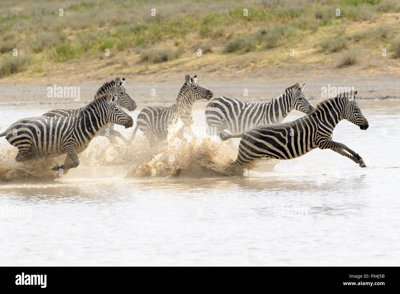 Common or Plains Zebra (Equus quagga) herd, running fast in splashing water, Ngorongoro crater national park, Tanzania Stock Photo