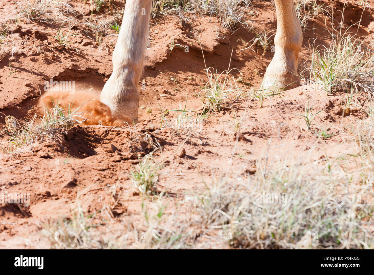 Arizona, USA. Close up of horse's hoof kicking up sand in the desert. Stock Photo