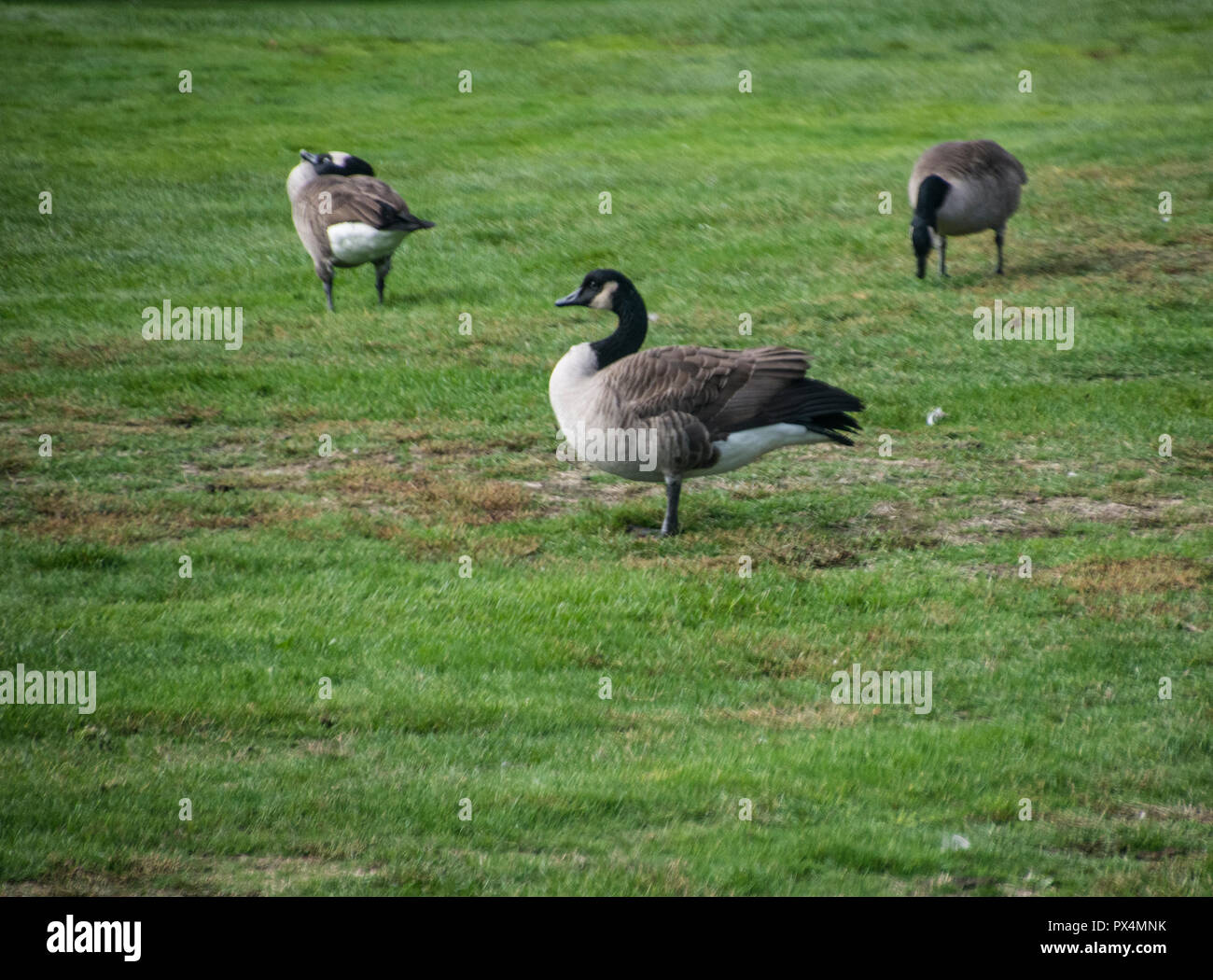 Busy eating or cleaning self or posing are these three geese. Stock Photo