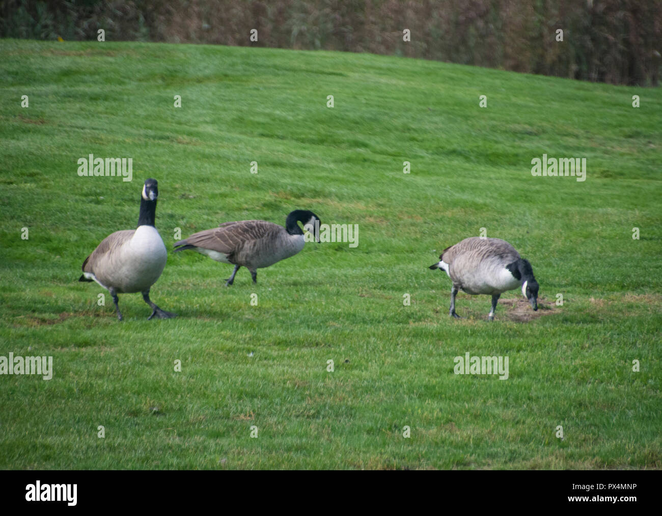 Canadian Geese are frequent flyers to the golf course. Stock Photo