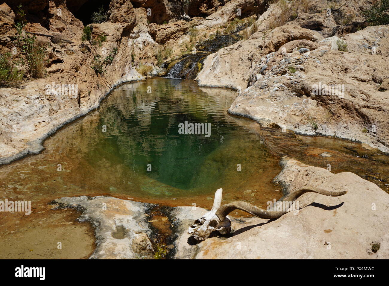 Kuduschädel vor natürlichem Wasserbecken, Naukluft Fluss, Waterkloof Trail, Naukluft Gebirge, Namib-Naukluft Park, Republik Namibia, Afrika Stock Photo