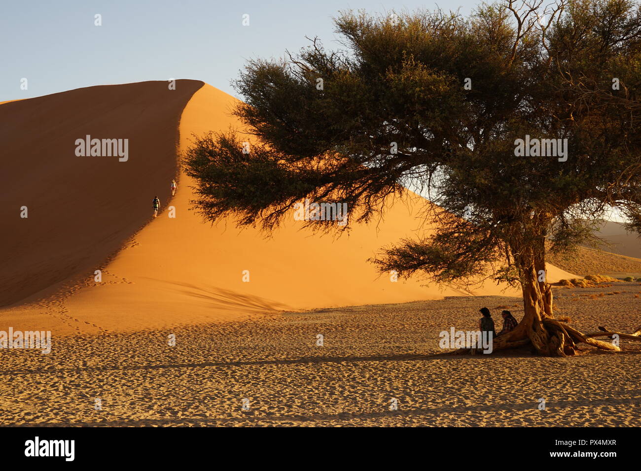 Kameldorn neben Düne 45, Namib-Dünenmeer, Namibia, Afrika Stock Photo