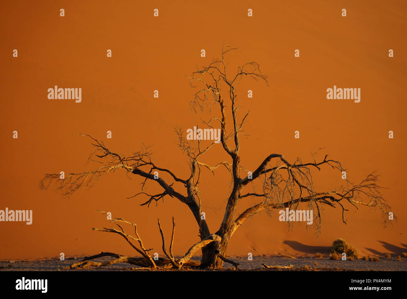 abgestorbener Kameldorn vor Düne 45, Namib-Dünenmeer, Namib Wüste, Sossusvlei-Gebiet, Namibia, Afrika Stock Photo