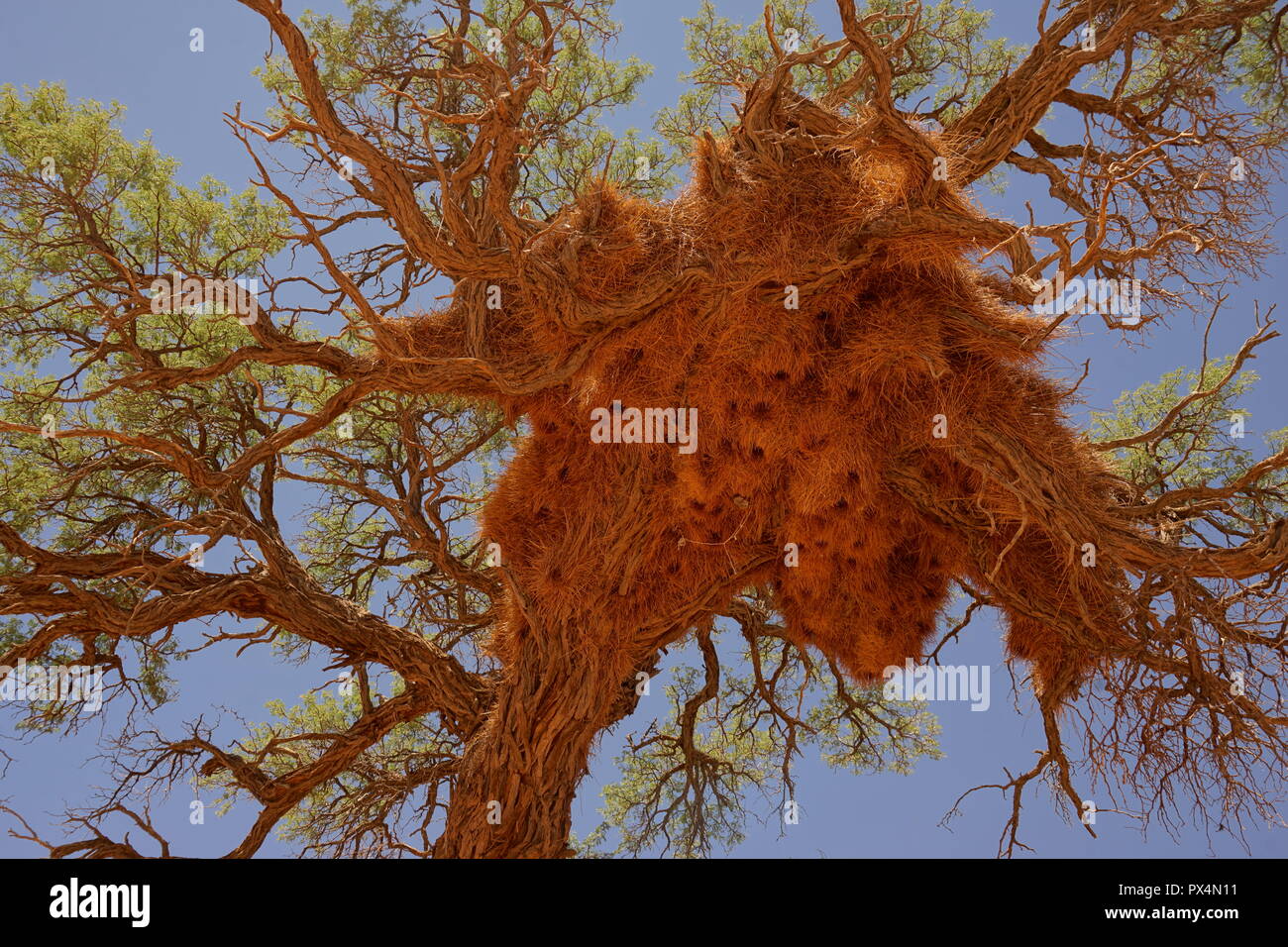 Gemeinschaftsnest der Siedelweber (Philetairus socius), Kameldornbaum (Acacia erioloba) (Vachellia erioloba), Sesriem Camping, Sesriem, Namib Naukluft Stock Photo