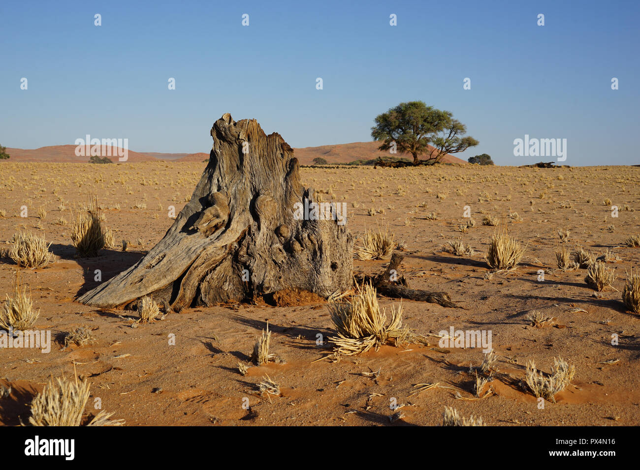 Stumpf eines Kameldornbaums, nahe Sesriem Camping, Sesriem, Namibia, Afrika Stock Photo