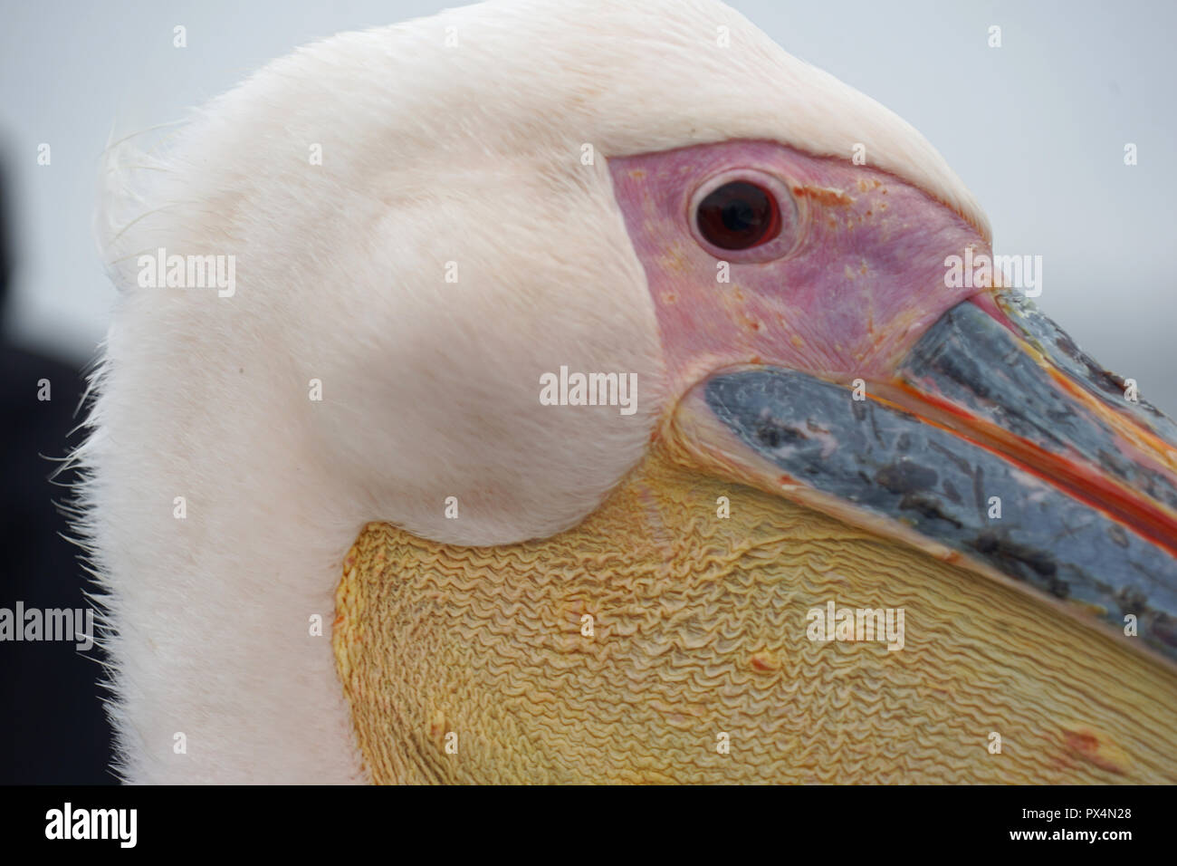 Kopf, Detail, Great White Pelican (Pelecanus onocrotalus), Walfish Bay, Namibia, Africa Stock Photo