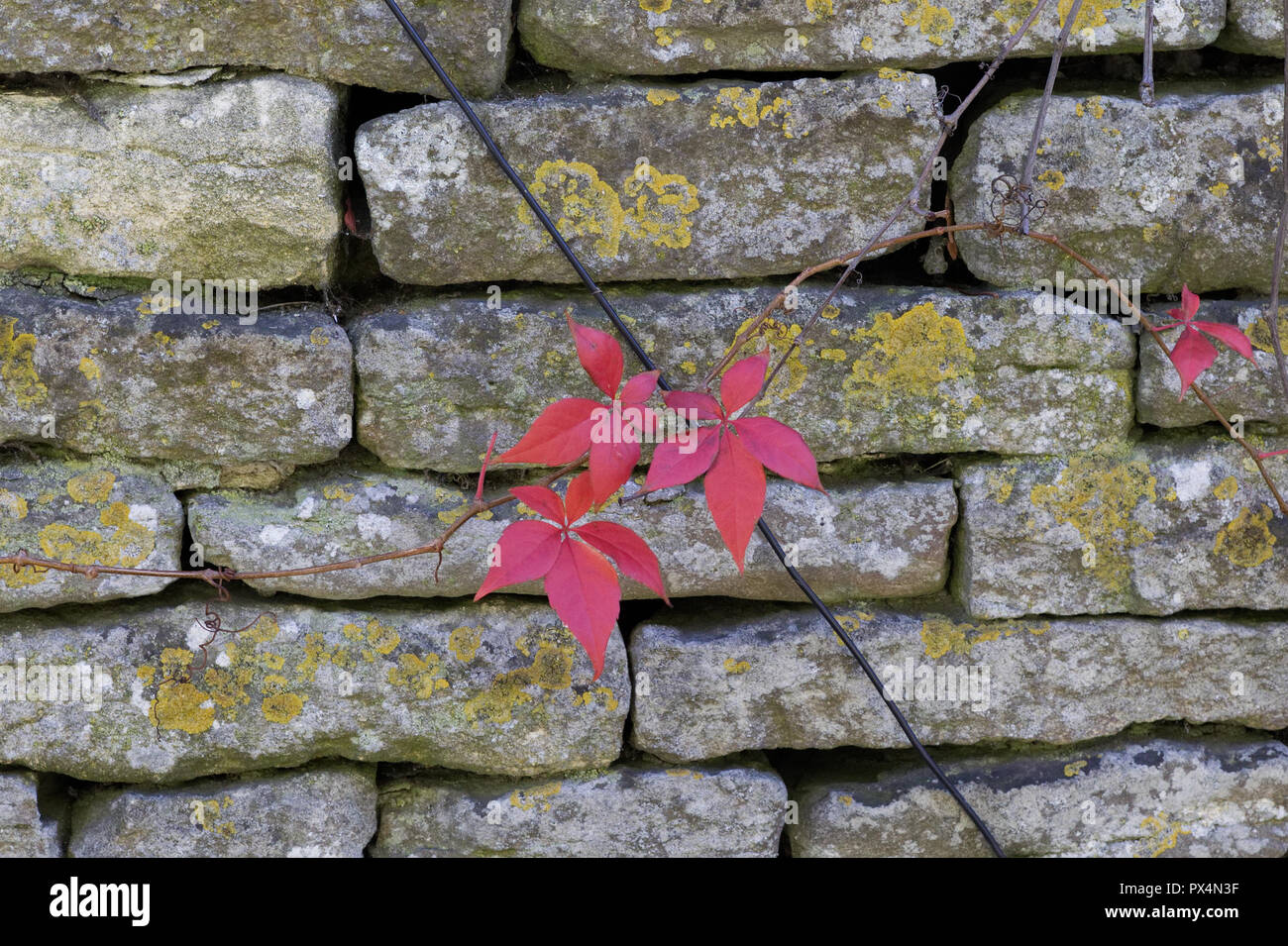 Autunm leaves on stone walling Stock Photo