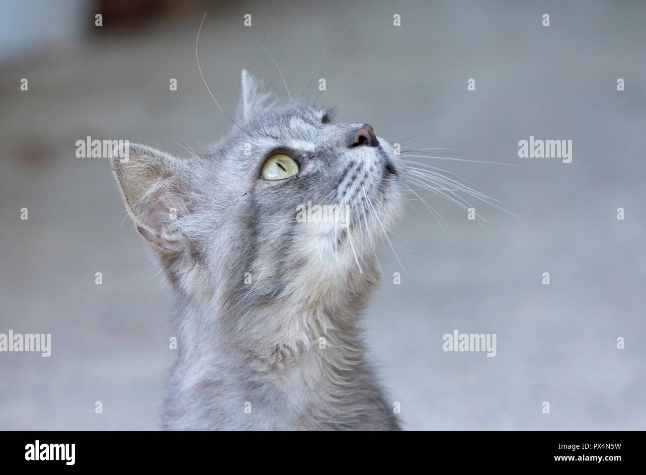 Closeup to gray cat with green eyes Stock Photo