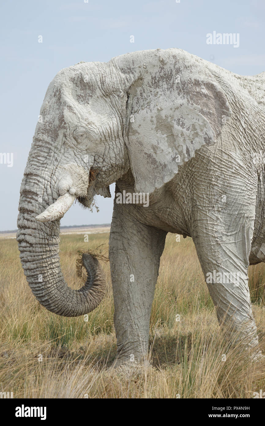 weißer Elefant, mit weißem Schlamm bedeckt, Etosha Nationalpark,  Namibia, Afrika Stock Photo