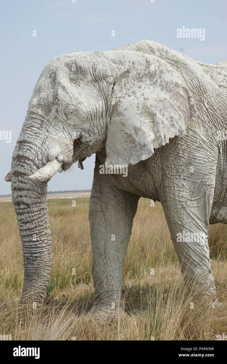 weißer Elefant, mit weißem Schlamm bedeckt, Etosha Nationalpark,  Namibia, Afrika Stock Photo