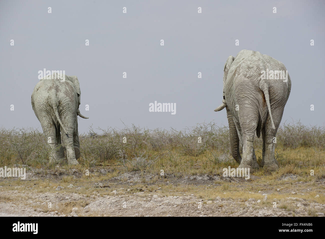 Zwei weiße männliche Elefanten, mit weißem Schlamm bedeckt, Etosha Nationalpark,  Namibia, AfrikaNamibia, Afrika Stock Photo