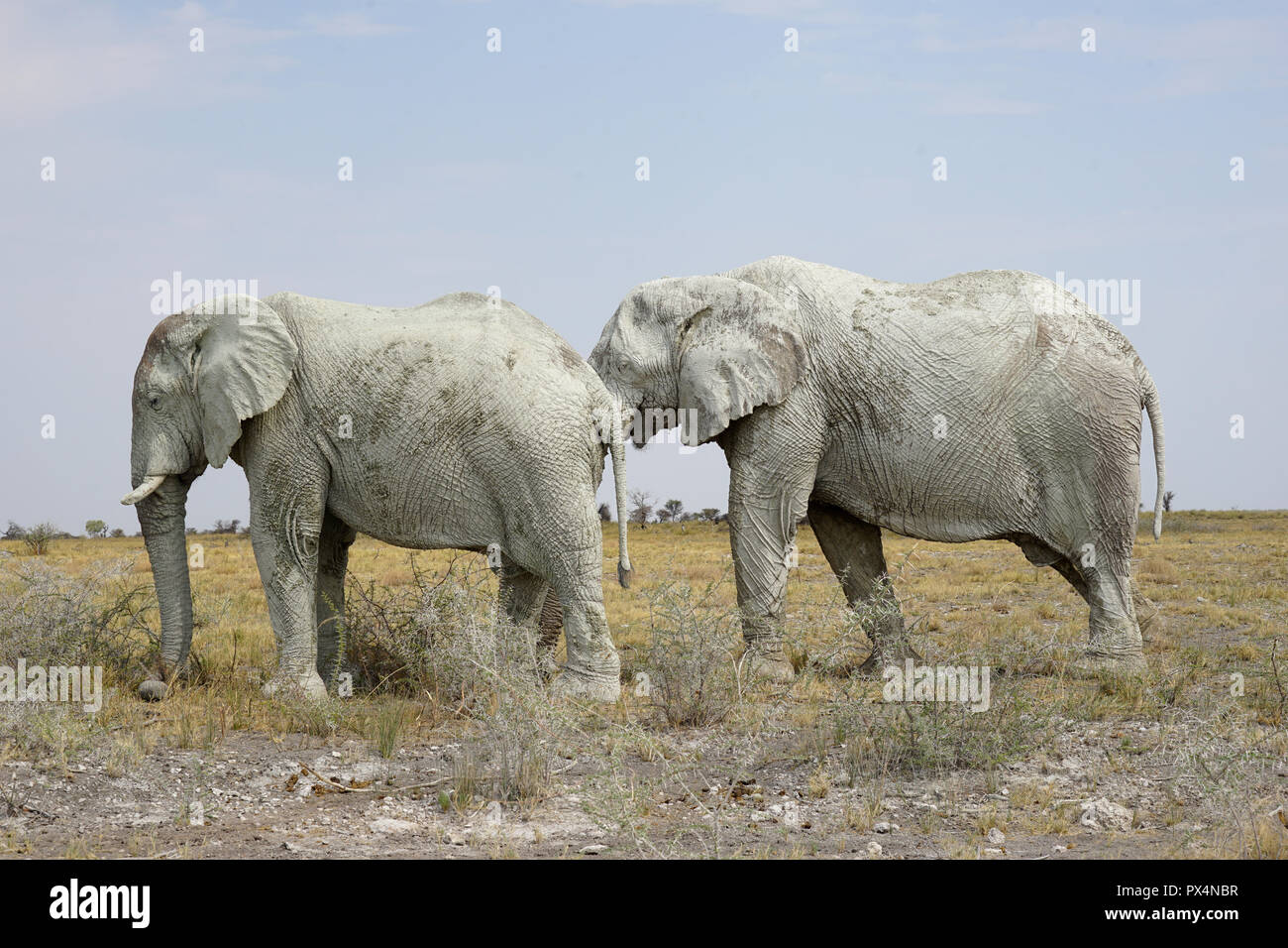 Zwei weiße männliche Elefanten, mit weißem Schlamm bedeckt, Etosha Nationalpark,  Namibia, AfrikaNamibia, Afrika Stock Photo