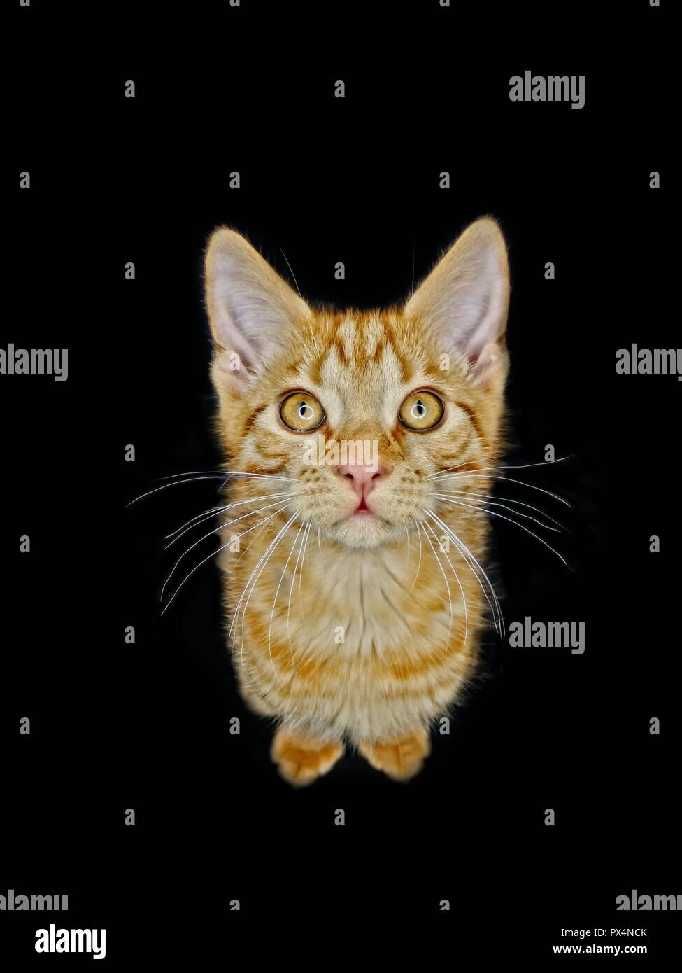Funny ginger kitten looking curious up to the camera. Isolated on black background. Stock Photo