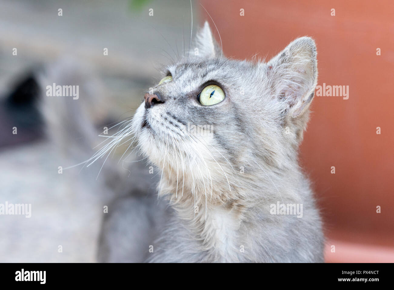 Closeup to gray cat with green eyes Stock Photo