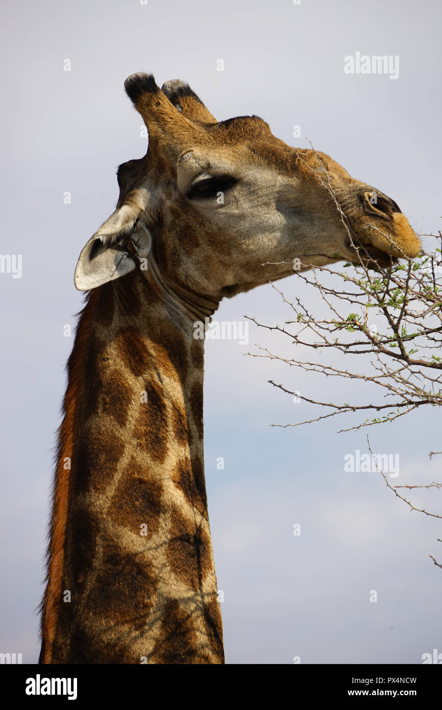 Giraffe frisst Blätter einer Akazie, Etosha Nationalpark, Republik Namibia, Afrika Stock Photo
