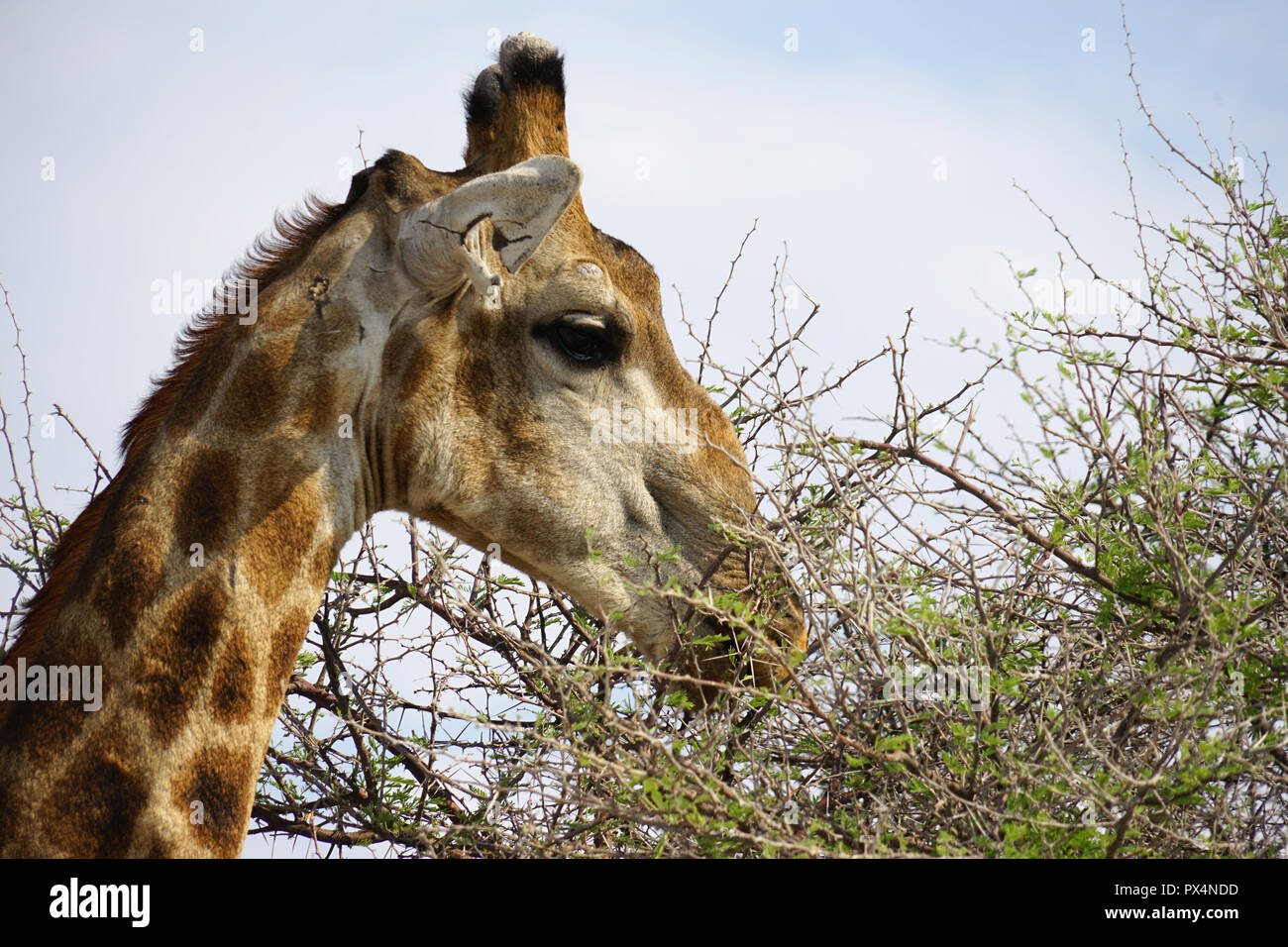 Giraffe frisst Blätter einer Akazie, Etosha Nationalpark, Republik Namibia, Afrika Stock Photo