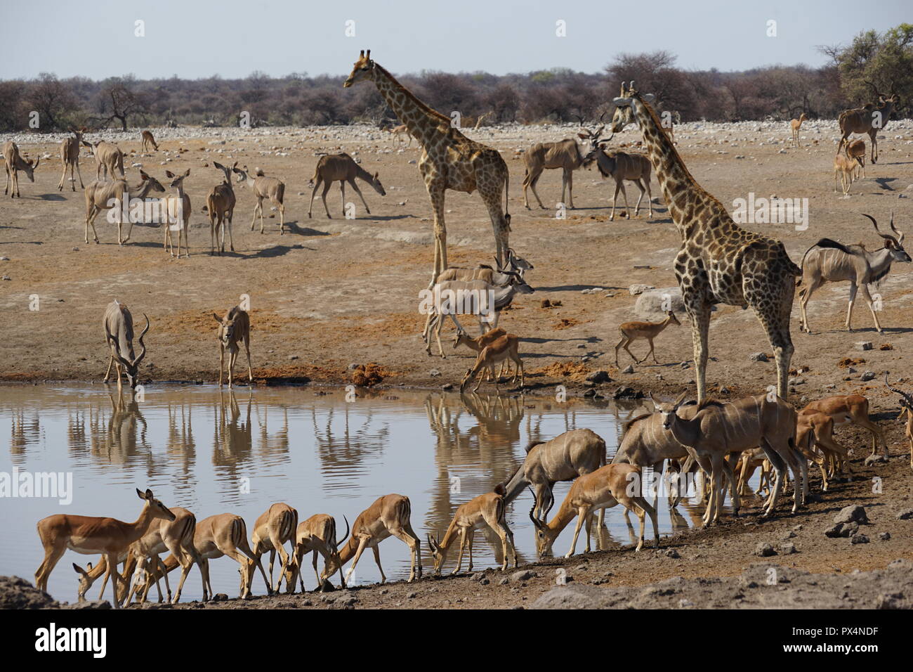 Tiere am Wasserloch 'Chudob', Etosha Nationalpark, Namibia Namibia, Afrika Stock Photo