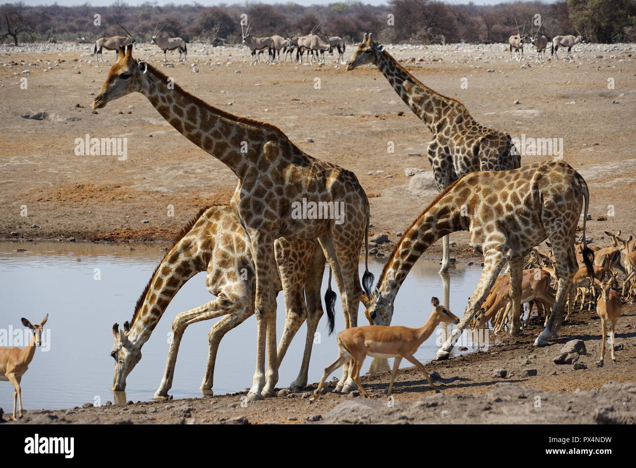 Giraffen und andere Tiere am Wasserloch 'Chudob', Etosha Nationalpark, Namibia Namibia, Afrika Stock Photo