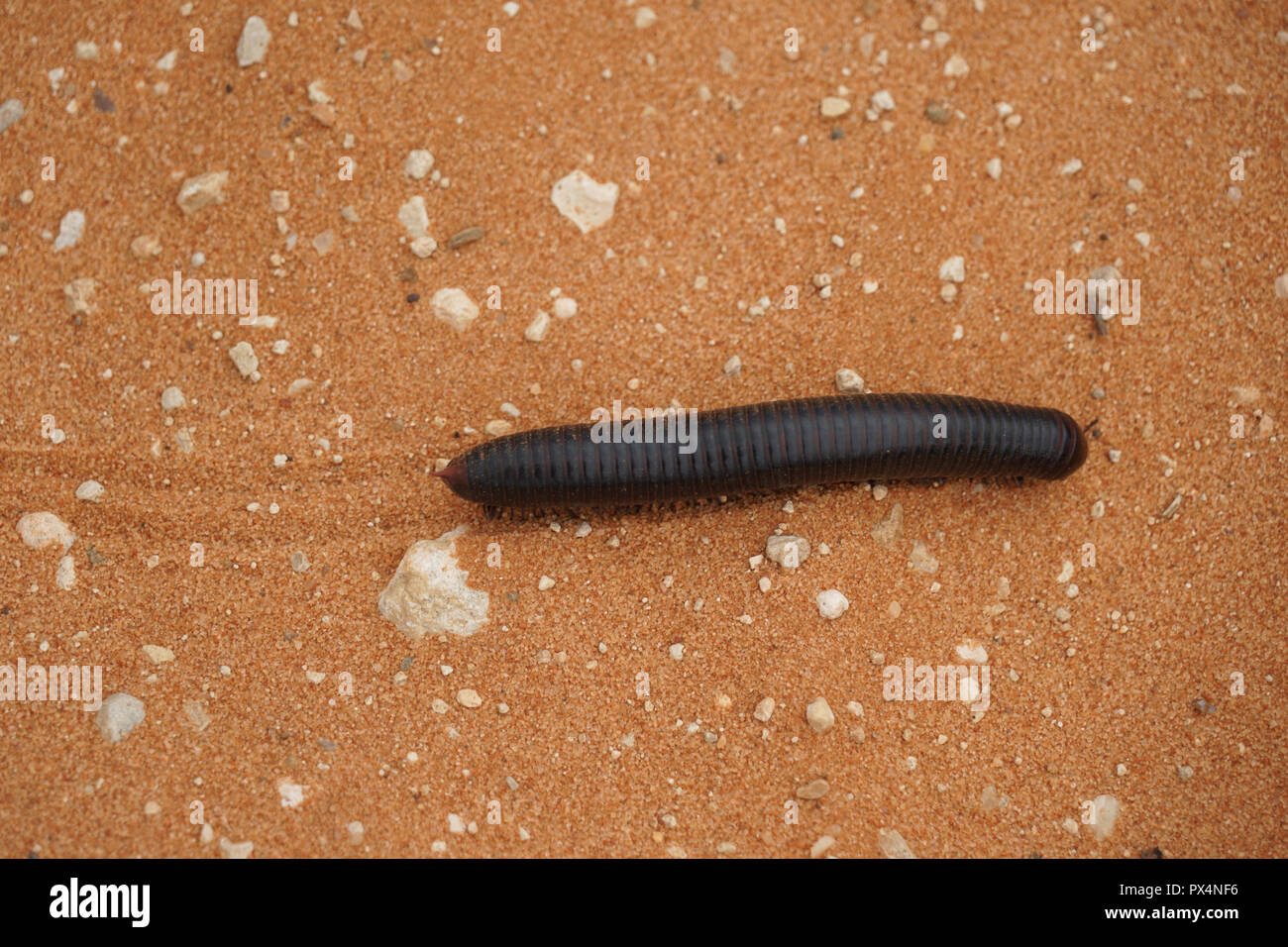 Doppelfüßer (Diplopoda), Tausenfüßer, Namibia, Afrika Stock Photo