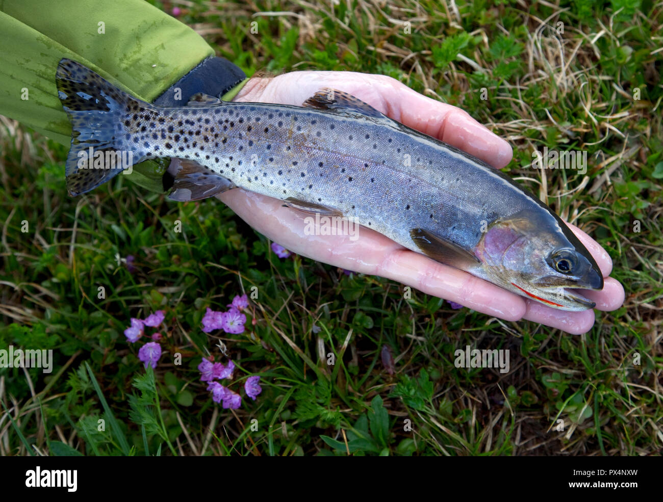 Fly fishing for trout in the Colorado mountains, USA. Stock Photo