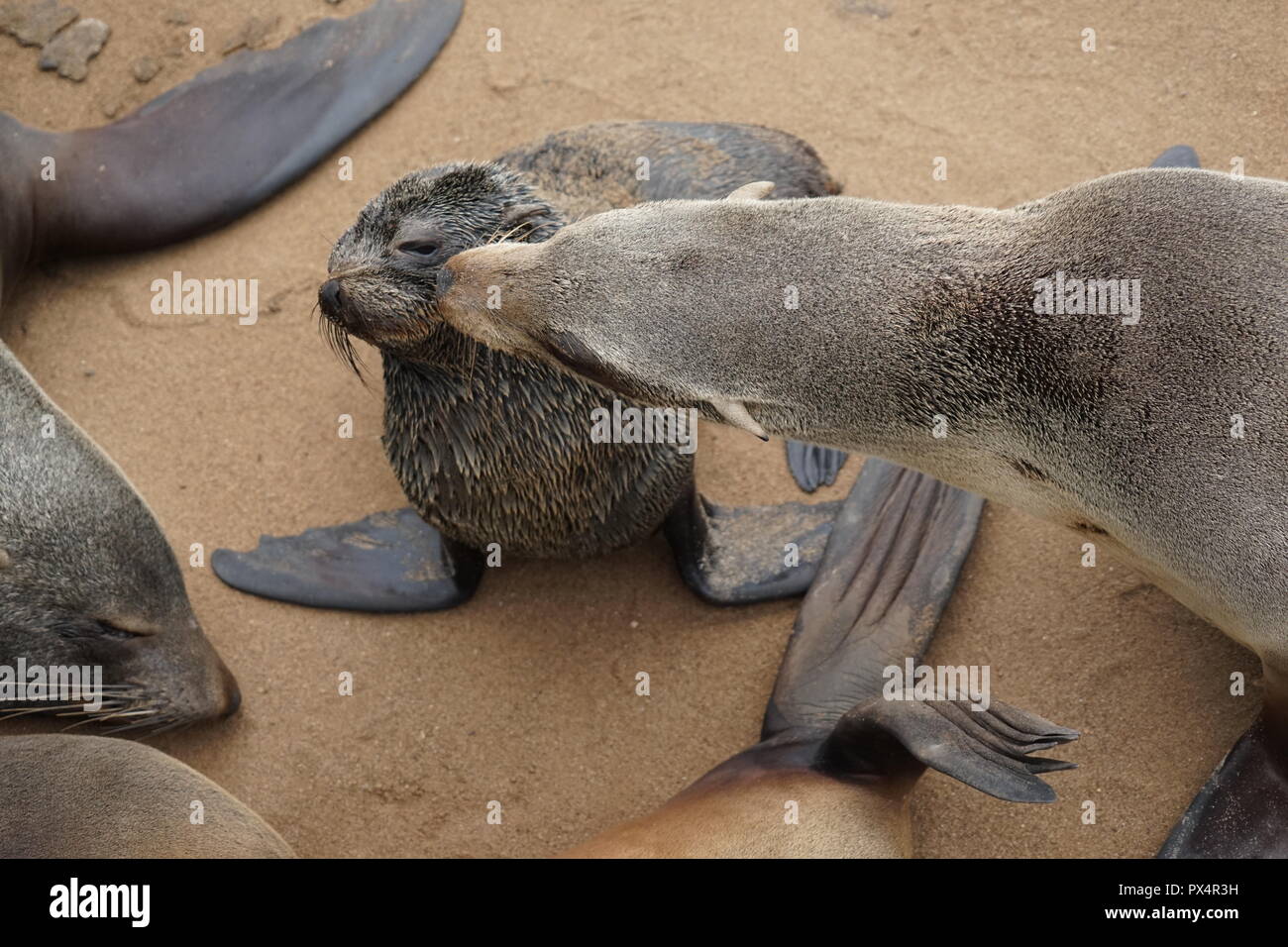 Südafrikanische Seebär, (Arctocephalus pusillus), Robbenreservat Kreuzkap, Cape Cross, Dorob National Park, Republik Namibia, Afrika Stock Photo