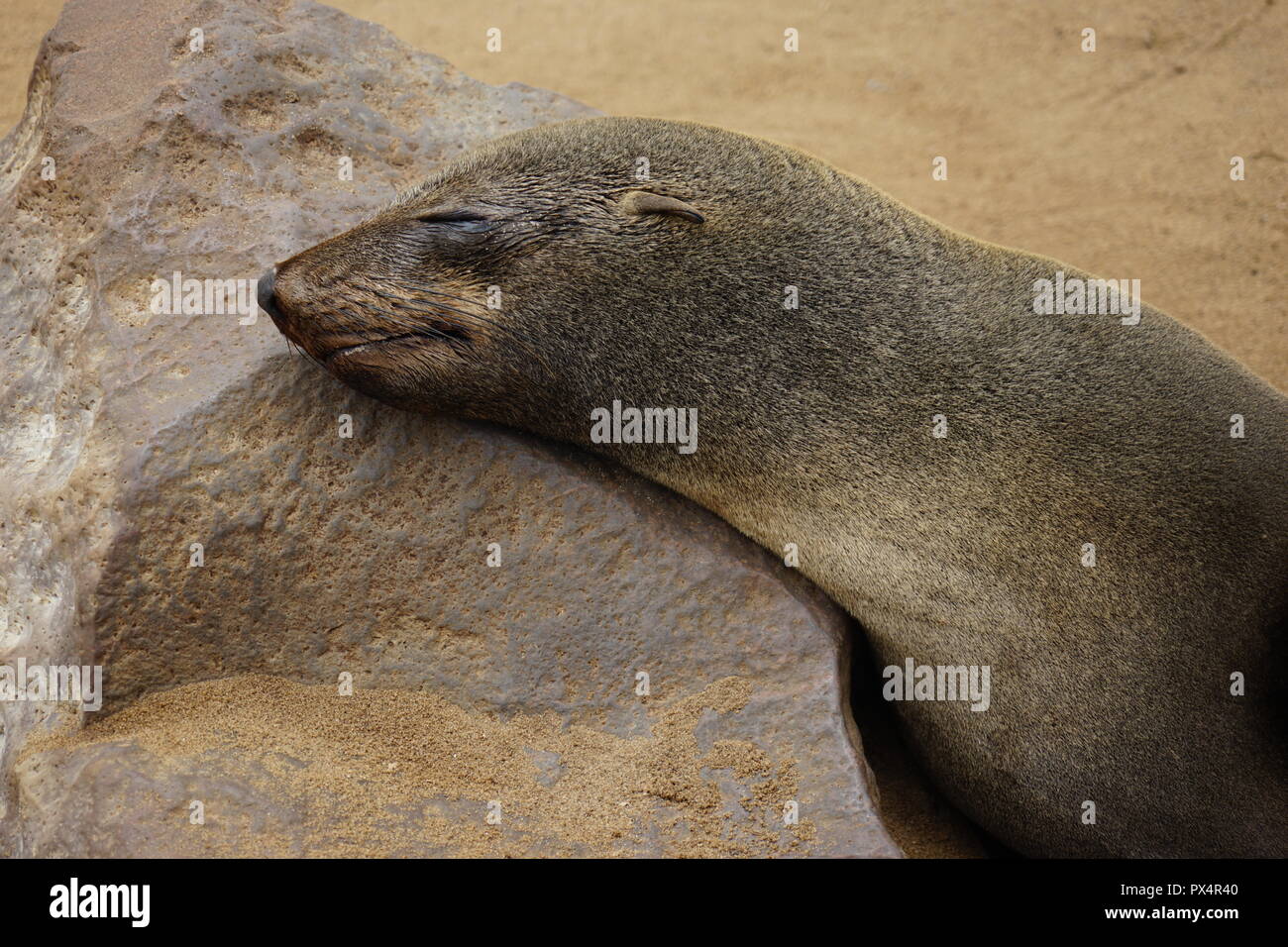 Südafrikanische Seebär, (Arctocephalus pusillus), Robbenreservat Kreuzkap, Cape Cross, Dorob National Park, Republik Namibia, Afrika Stock Photo