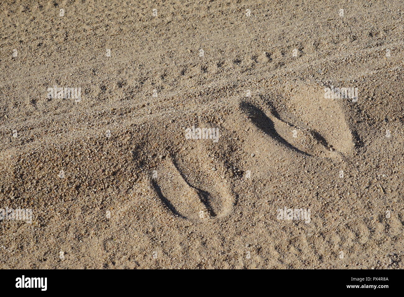 Giraffenspuren, Fußabdruck einer Giraffe im Sand einer unbefestigten Straße, Namibia, Afrika Stock Photo
