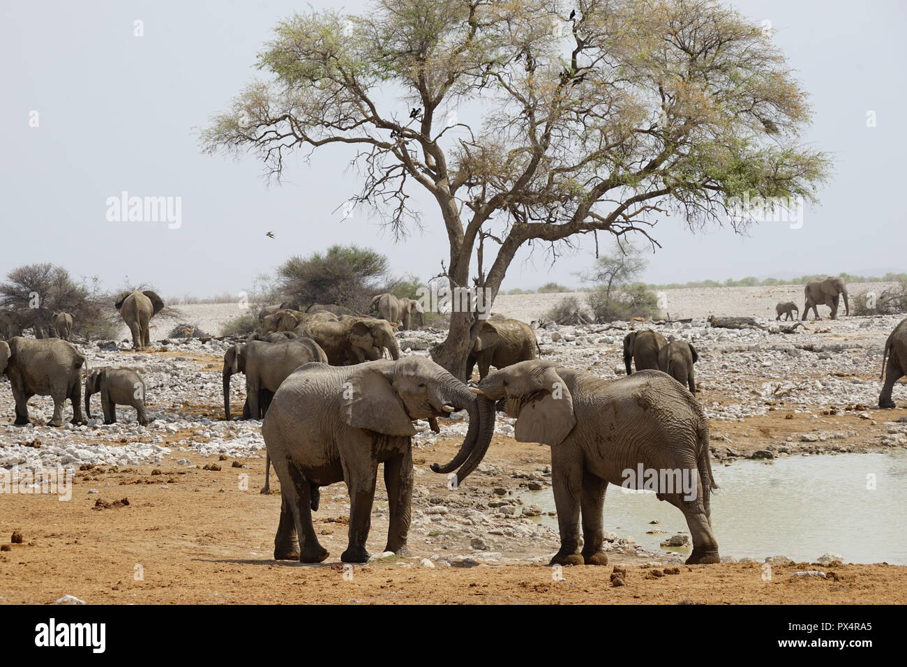 spielerisch kämpfende junge Elefantenbullen, Okaukuejo Wasserloch, Etosha Nationalpark, Namibia, Afrika Stock Photo
