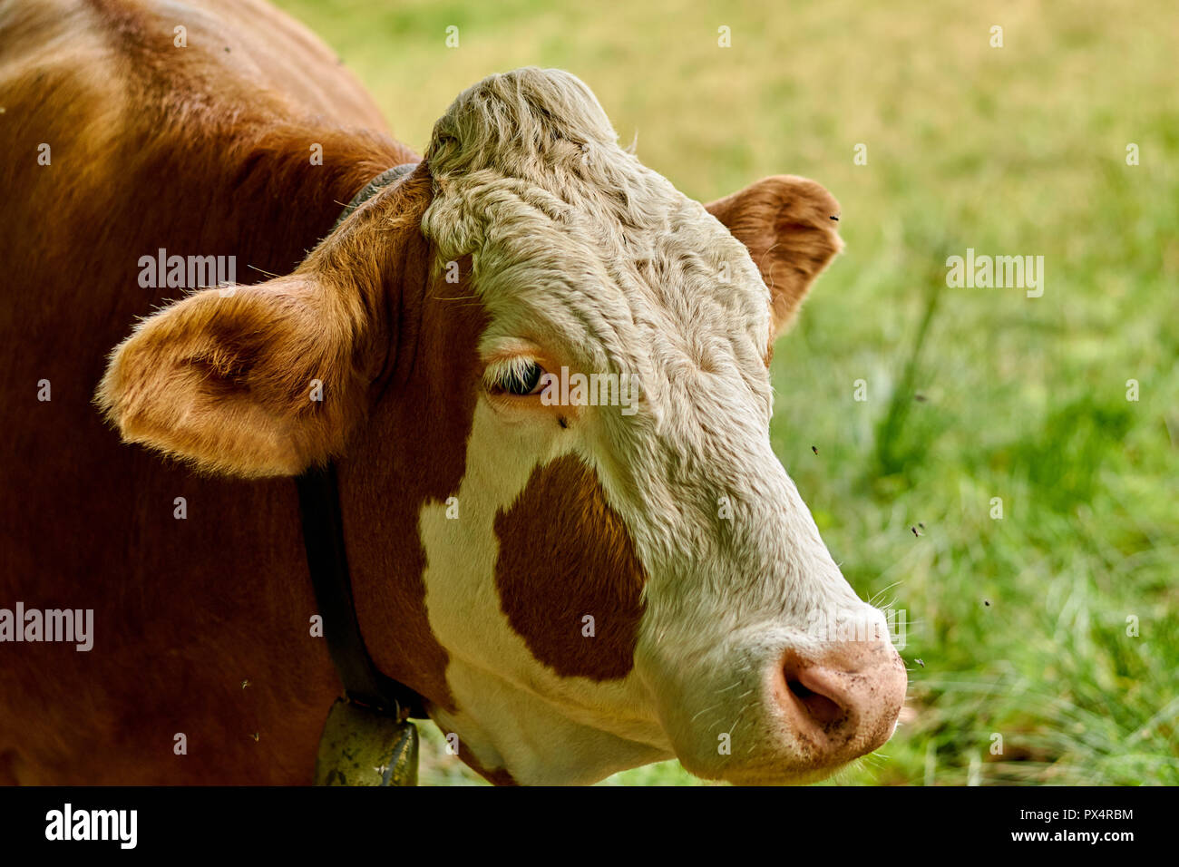 Europe cow old romanian traditonal hi-res stock photography and images -  Alamy