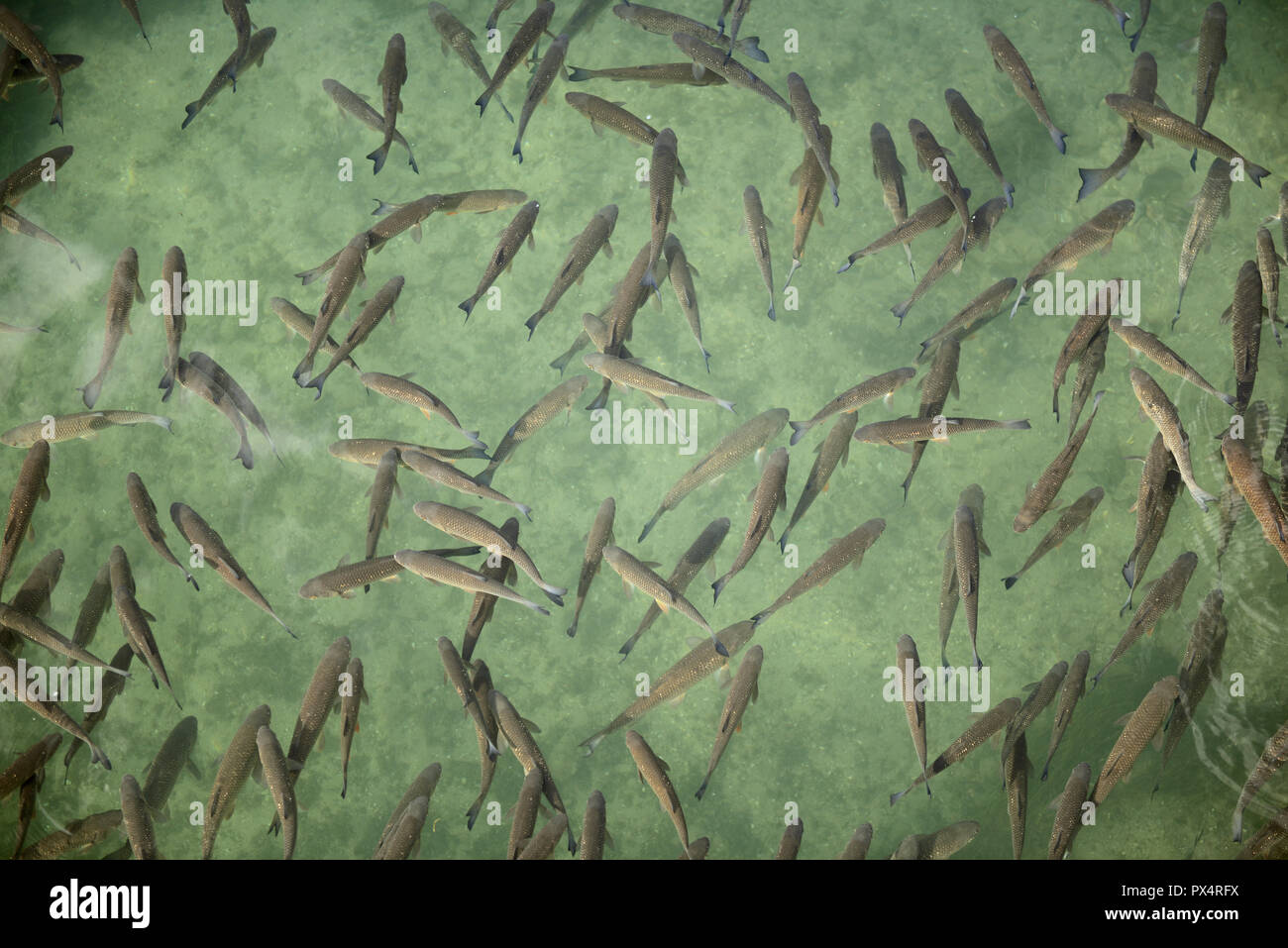 Fish in Rhine river near Rhinefalls, Switzerland Stock Photo