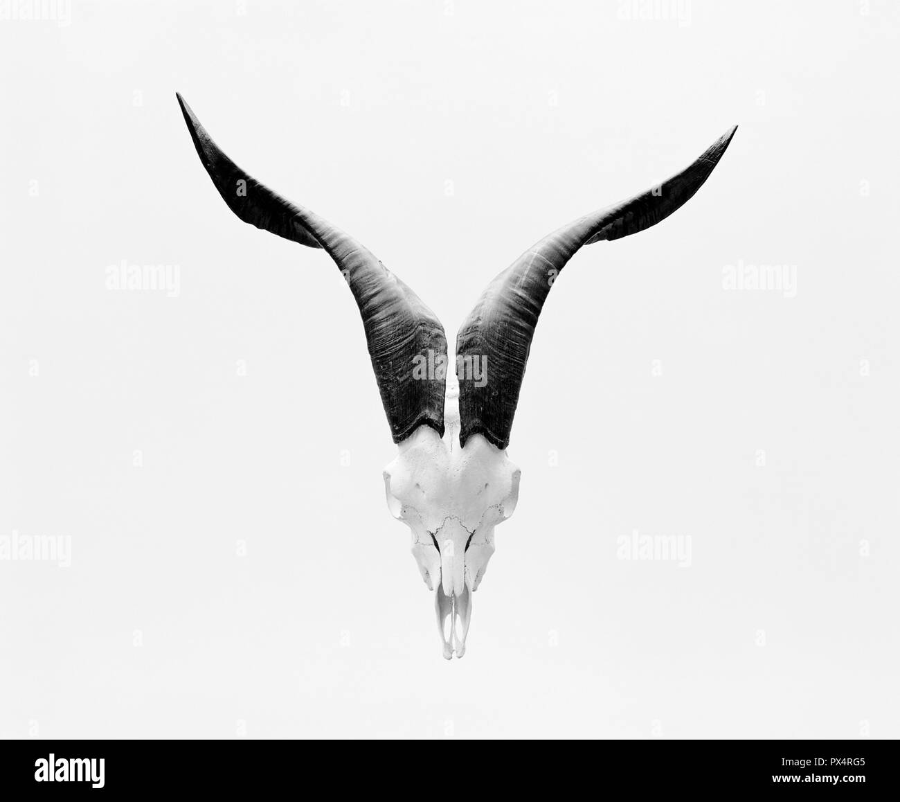 Goat skull with horns Stock Photo