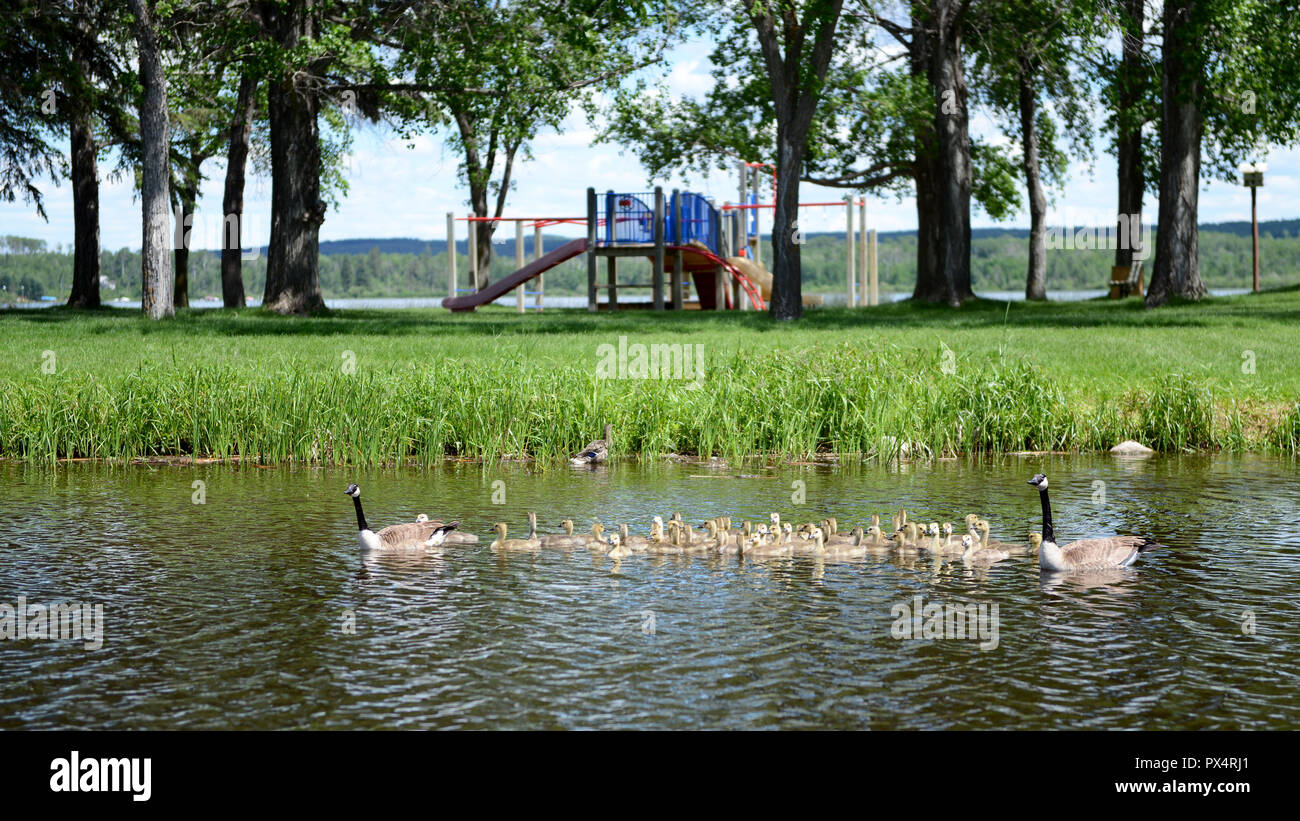 Geese playschool in Greenwaterlake provincial park, Saskatchewan, Canada Stock Photo