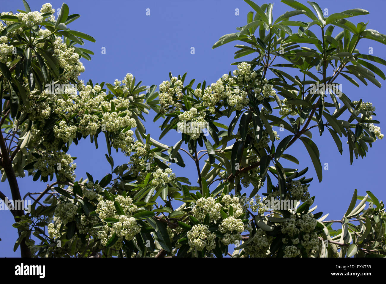 Green Flower of Blackboard Tree or Devil Tree Stock Photo Alamy