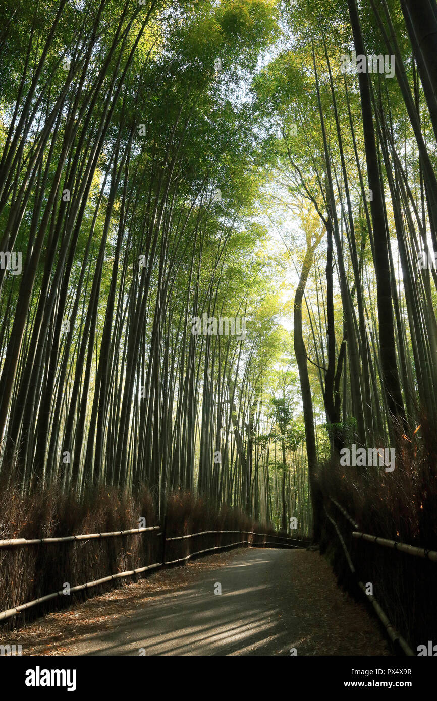 Bamboo Road in Kyoto, Arashiyama Stock Photo Alamy